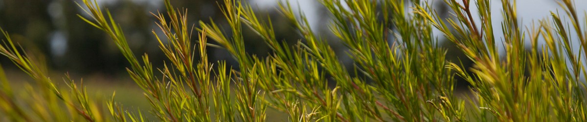 tea-tree-01